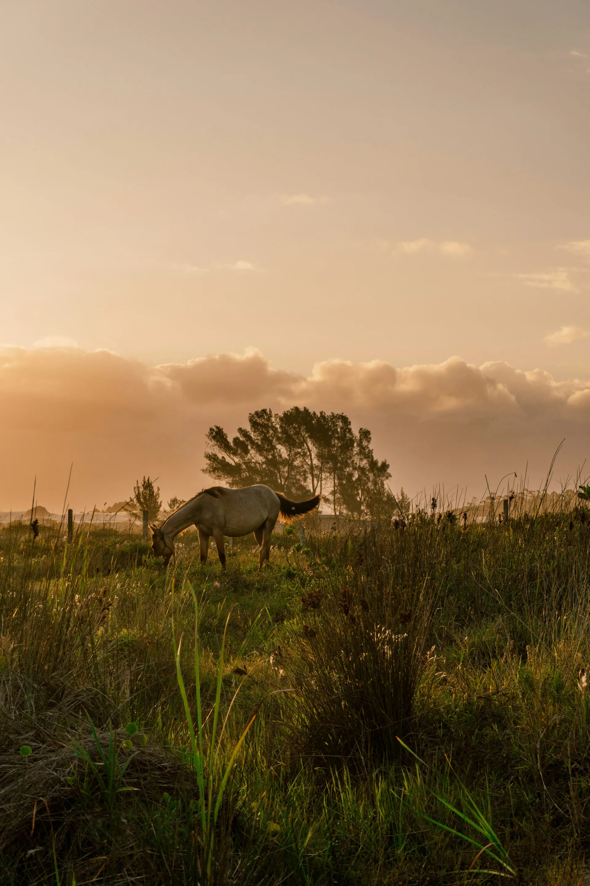 Horse grazing in a Florida field at sunset